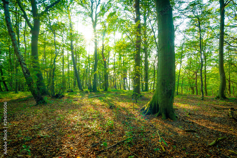 Naklejka premium Die Sonne scheint in einen Wald im Herbst