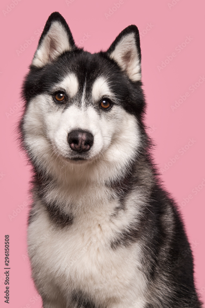 Portrait of a siberian husky looking at the camera on a pink background in a vertical image