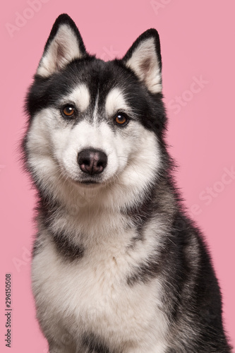 Portrait of a siberian husky looking at the camera on a pink background in a vertical image © Elles Rijsdijk