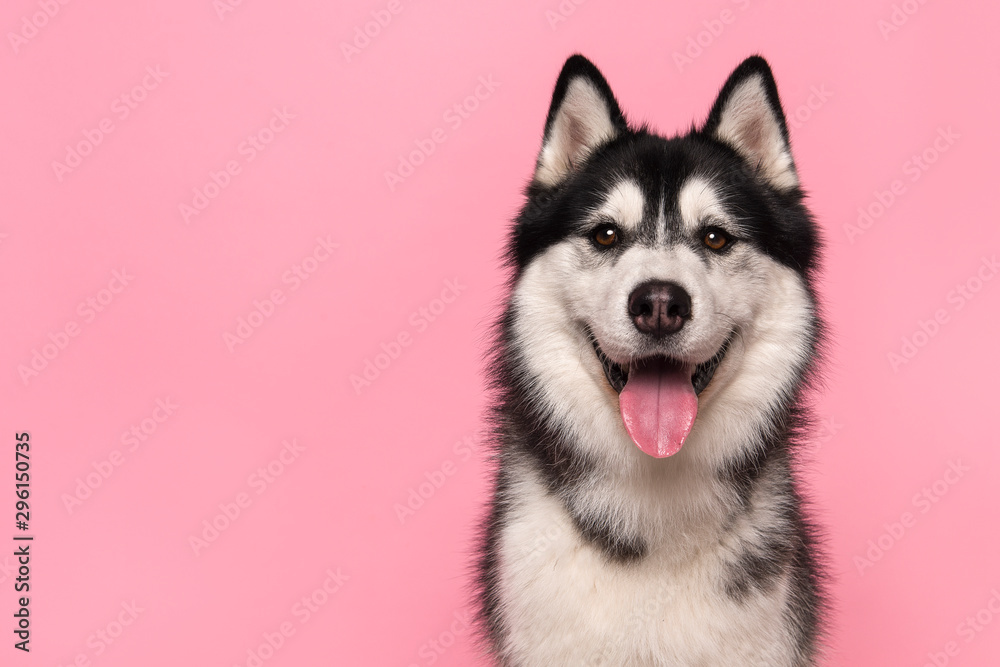 Naklejka Portrait of a siberian husky looking at the camera with mouth open on a pink background