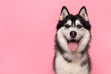 Portrait of a siberian husky looking at the camera with mouth open on a pink background