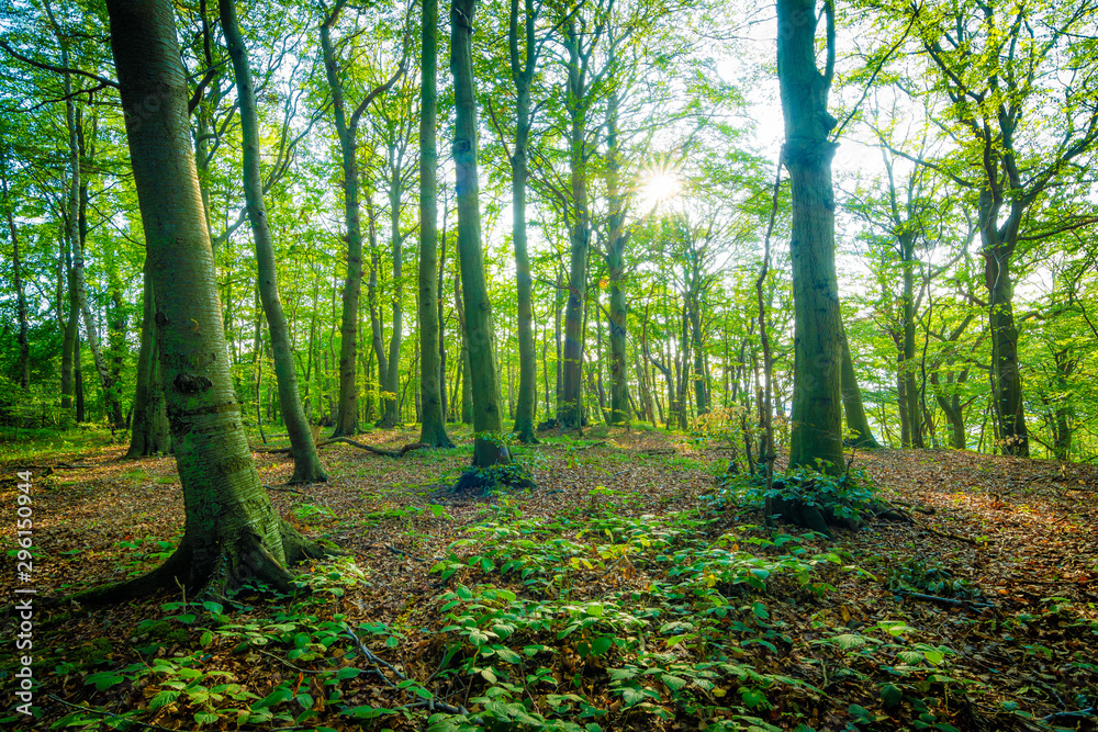 Obraz premium Die Sonne scheint in einen Wald im Herbst