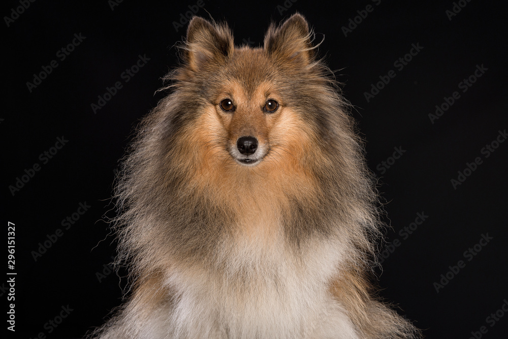 Portrait of a Shetland sheepdog looking at the camera on a black background