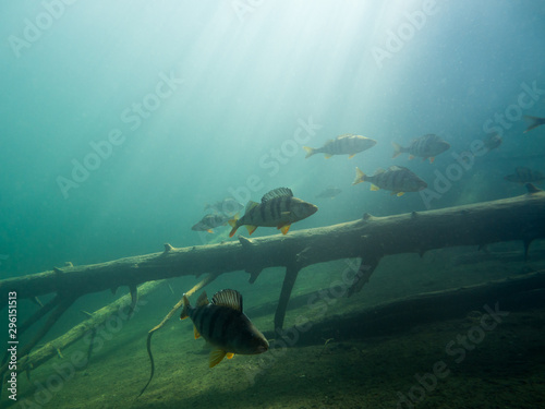 School of big European perch around underwater sunken tree