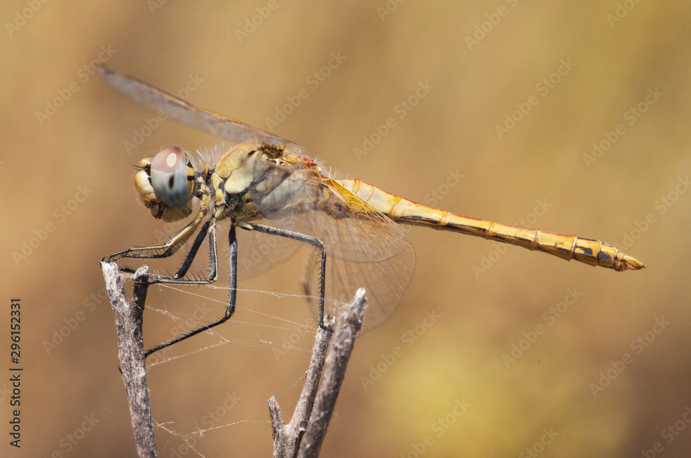 Sympetrum fonscolombii The red-veined darter or nomad dragonfly very common throughout the south of the Iberian Peninsula in all kinds of waters even very dirty