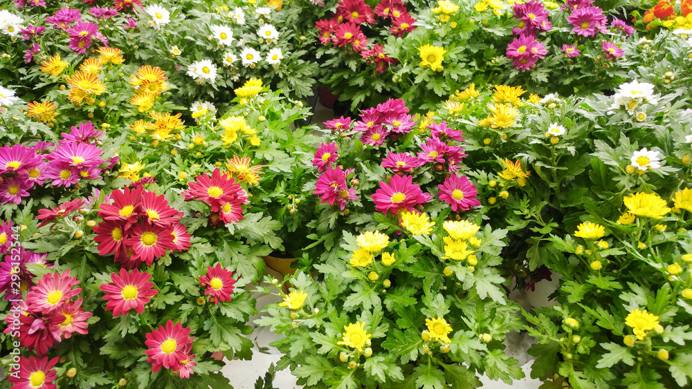 Yellow, white, purple, pink chrysanthemums - spring messengers standing in the pots on shelfs. Spring compositions in the flowers pot, at a market in the spring.Colorful flowers int the pot on a shelf