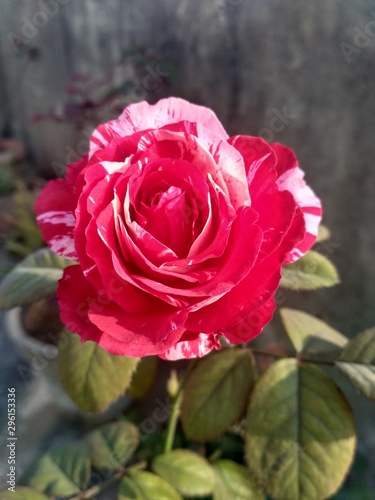 pink rose in garden
