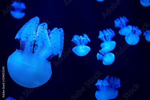 glowing Jelly blubber jellyfishes catostylus mosaicus swimming in the water