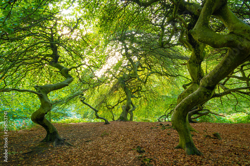 Buchen im Buchenwald im Herbst photo