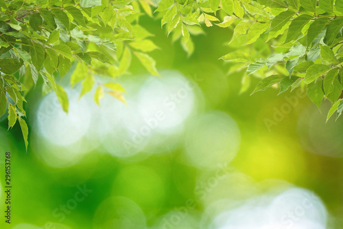 Nature view of green laves on blurred green bokeh background  Simple nature design and blank copy space for your designs