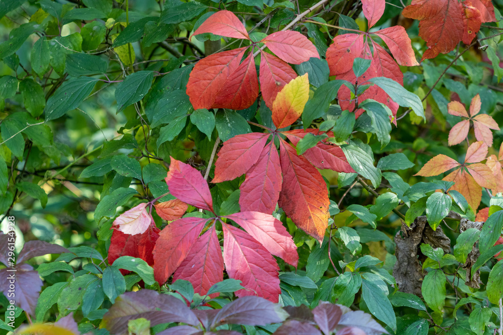 Background with red, yellow, green autumn leaves Background with red, yellow, green autumn leaves