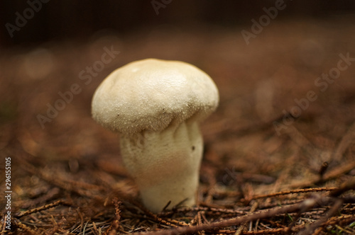 White mushroom on the forest floor in autumn photo