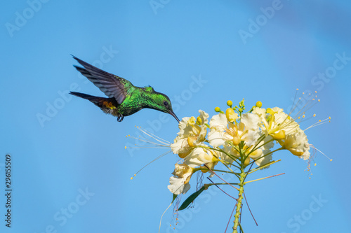 A Copper-rumped hummingbird feeding on the Pride of Barbados flower on a bright sunny morning.
