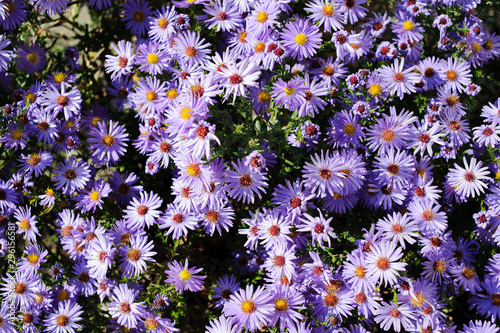 Aster shrub small purple autumn flowers in large numbers, flowering Bush for background
