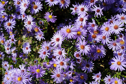 Aster shrub small purple autumn flowers in large numbers, flowering Bush for background