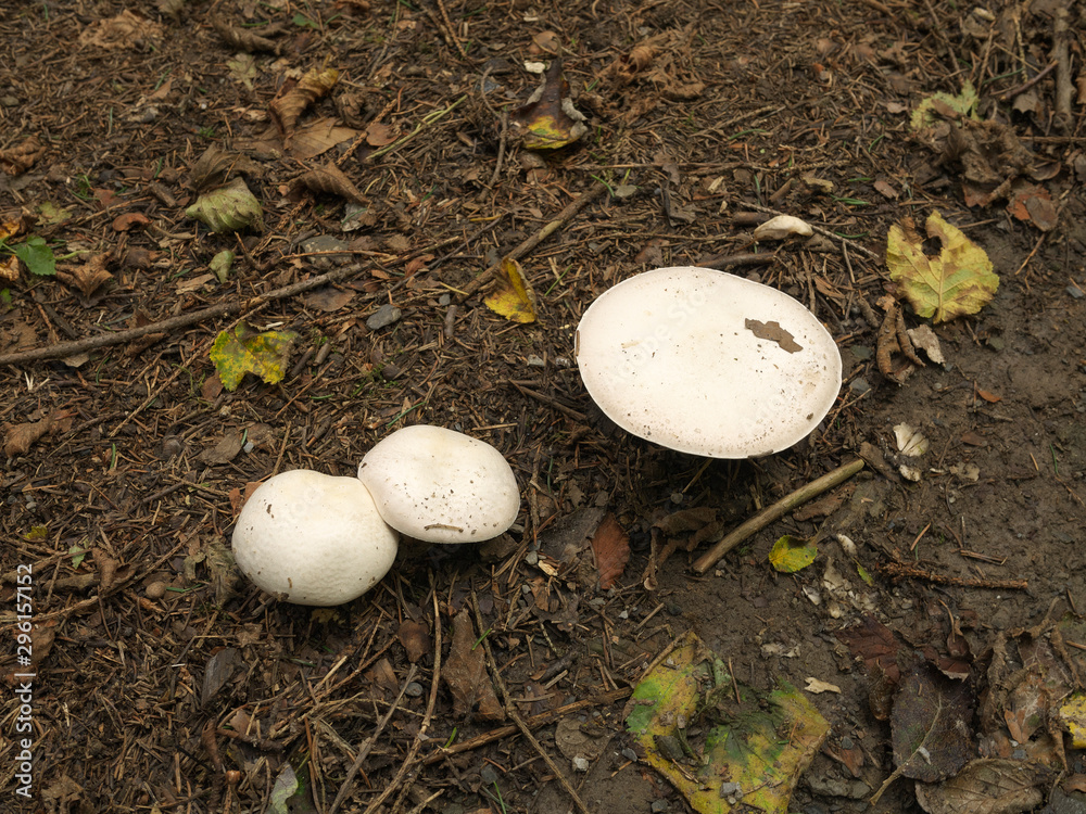 Fototapeta premium Pilze