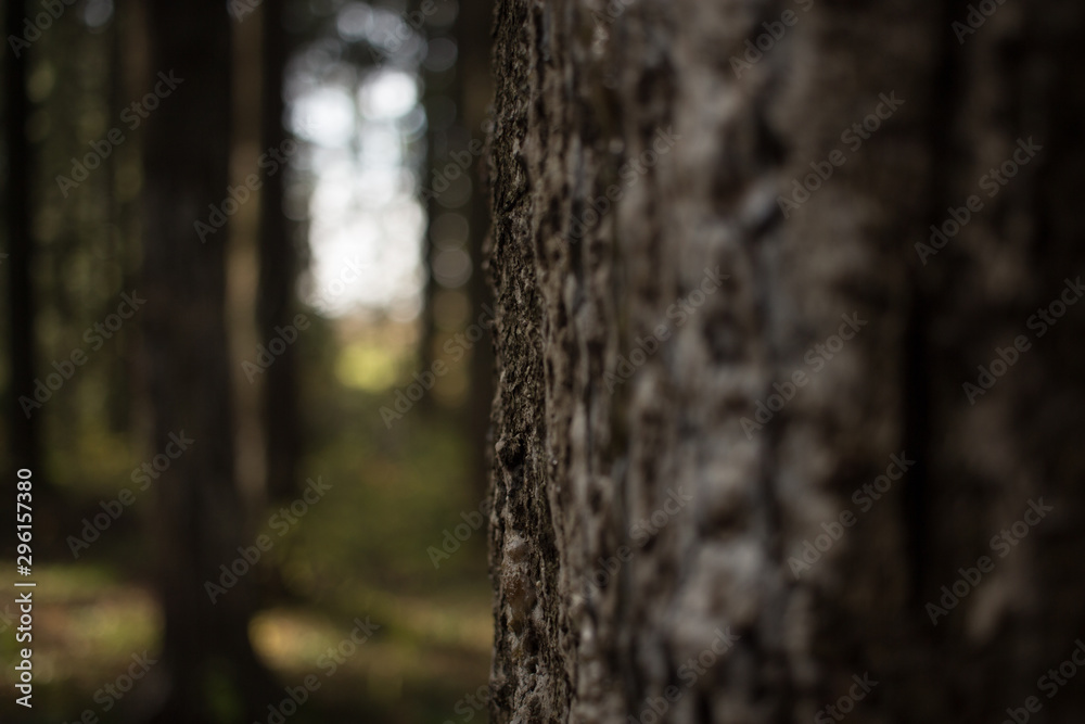 Fototapeta premium Path to the sun