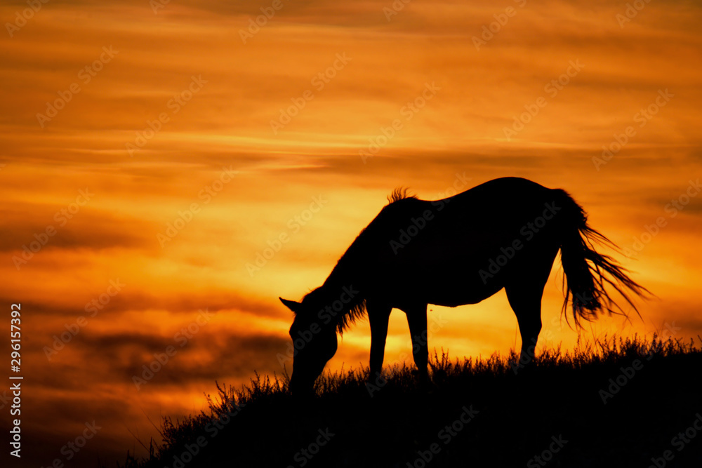 Russia. mountain Altai. Grazing horses in the harsh light of the evening sun. Russia. mountain Altai. Grazing horses in the harsh light of the evening sun.