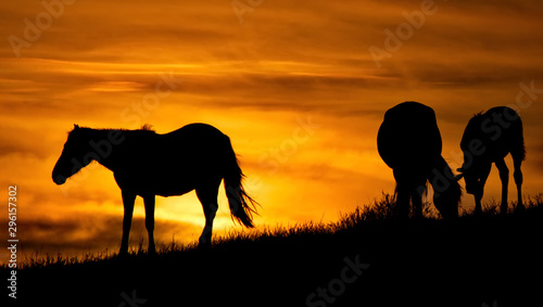 Russia. mountain Altai. Grazing horses in the harsh light of the evening sun. © Александр Катаржин