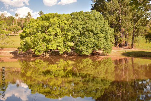 reflexo de   rvores no lago