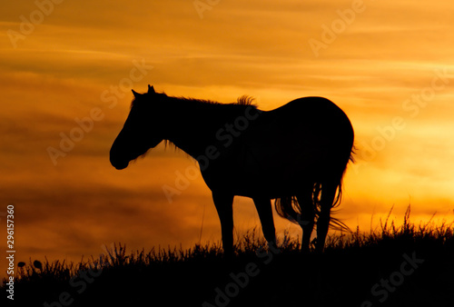 Russia. mountain Altai. Grazing horses in the harsh light of the evening sun.