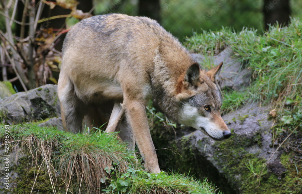 Wolf nimmt Beute ins Visier.