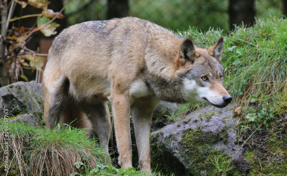 Lauernder Wolf. Lauernder Wolf.