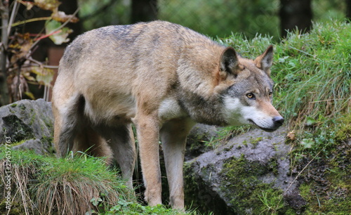 Lauernder Wolf. © G. Maierhofer
