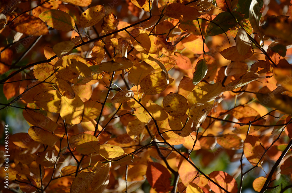 Herbst, Birkenblätter von der Sonne angestrahlt Herbst, Birkenblätter von der Sonne angestrahlt