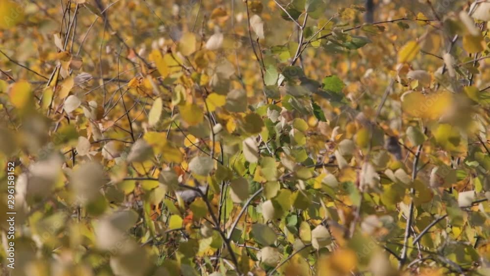 Yellow autumn leaves on the trees shimmer in a powerful wind in the rays of backlight. Yellow autumn leaves on the trees shimmer in a powerful wind in the rays of backlight.
