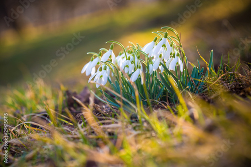 Snowdrop, the first spring flowers