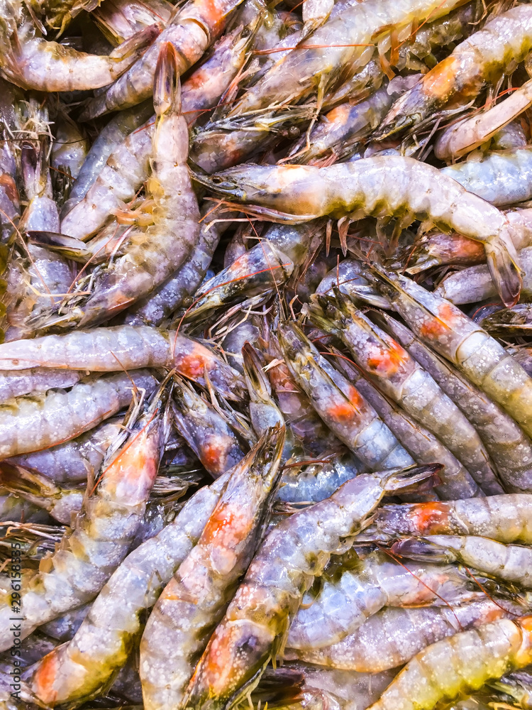 pile of fresh catch shrimp, close view