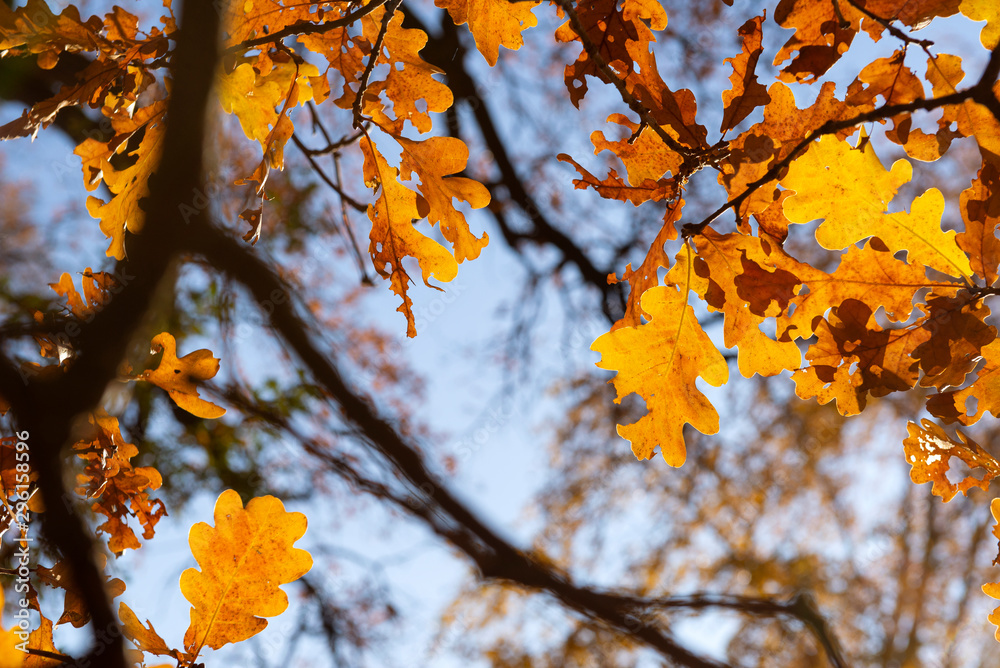 yellow fallen oak leaves on the background of branches and blue sky,