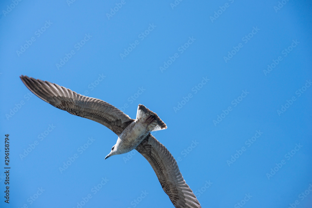 Obraz premium Flying seagull seagull caught in flight up the blue sky