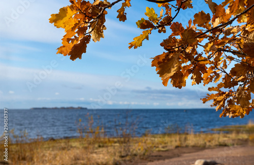 oak yellow autumn leaves on the background of the Gulf of Finland and the blue sky on a Sunny day,