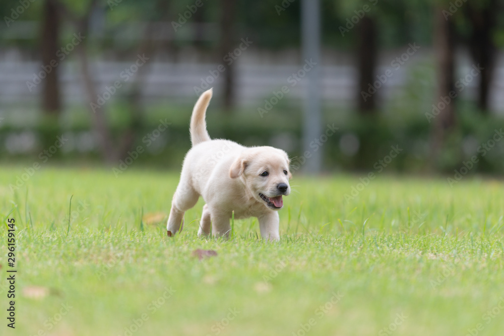 Happy puppy dog running on playground green yard