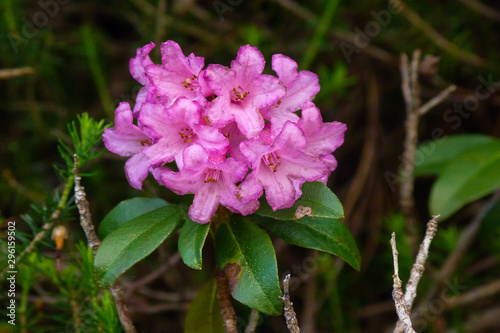fioritura di Rododendro (Rhododendron ferrugineum) sulle Alpi