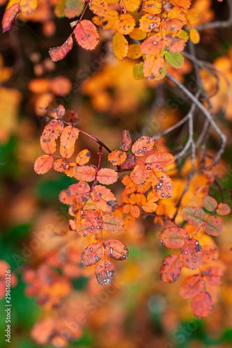 Autumn tree with colorful leaves. Close up seasonal texture