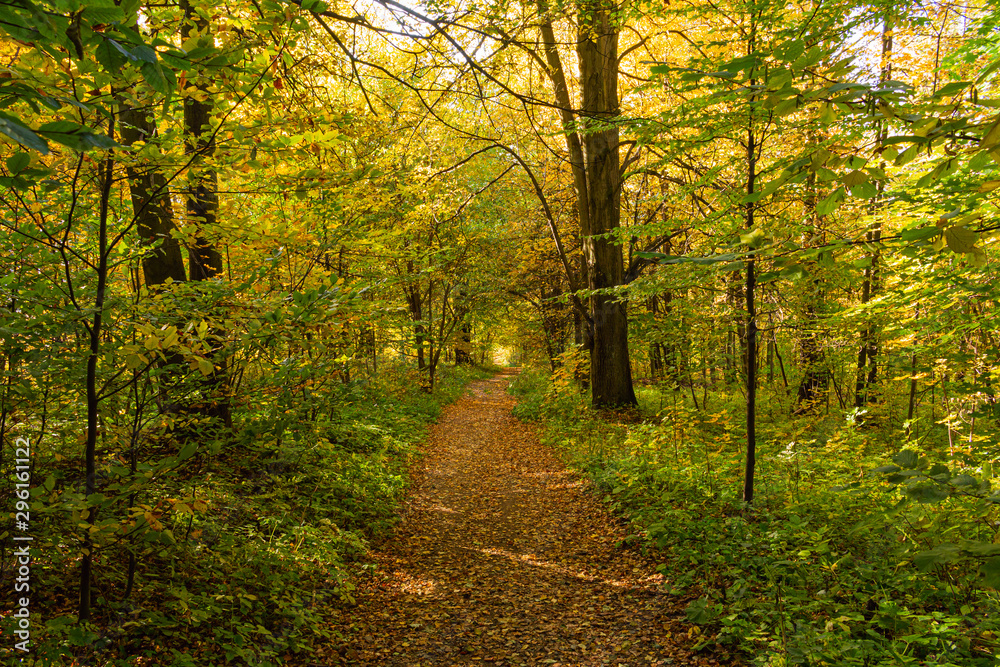 Naklejka premium Magical tunnel and pathway through a thick forest glowing by sunlight. The path framed by bushes. Dramatic and gorgeous scene.