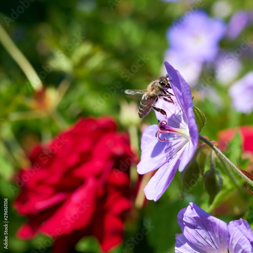 Biene bei der Bestäubung einer Blume im Frühling