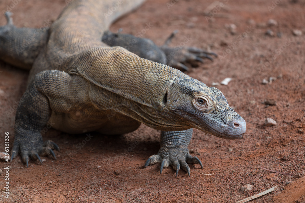 portrait of a Komodo dragon (Varanus komodoensis), the Komodo monitor portrait of a Komodo dragon (Varanus komodoensis), the Komodo monitor
