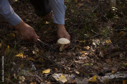 Human hand picks a white mushroom. Looking for mushrooms in the forest. Male hand pick a big cep mushroom in a forest in autumn. 