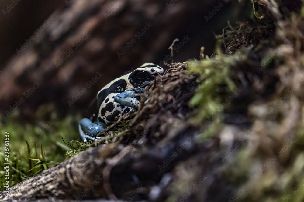 poisonous frogs on an exotic plant poisonous frogs on an exotic plant