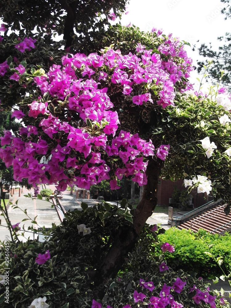 Beautiful pink flowers of Bougainville spectabilis plant Beautiful pink flowers of Bougainville spectabilis plant