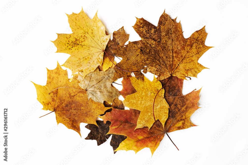 Set of red, yellow and brown maple leaves isolated on white. Top view, copy space, flat lay Set of red, yellow and brown maple leaves isolated on white. Top view, copy space, flat lay