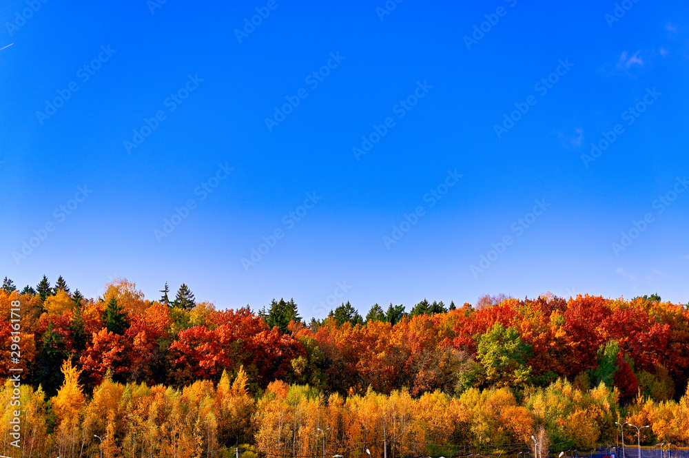 Naklejka premium Photo of an autumn forest with colorful foliage in clear sunny weather against a beautiful blue sky. Bright colors are pleasing to the eye.