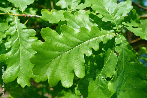 Canvastavla Blätter einer Stieleiche (Quercus robur) im Frühling
