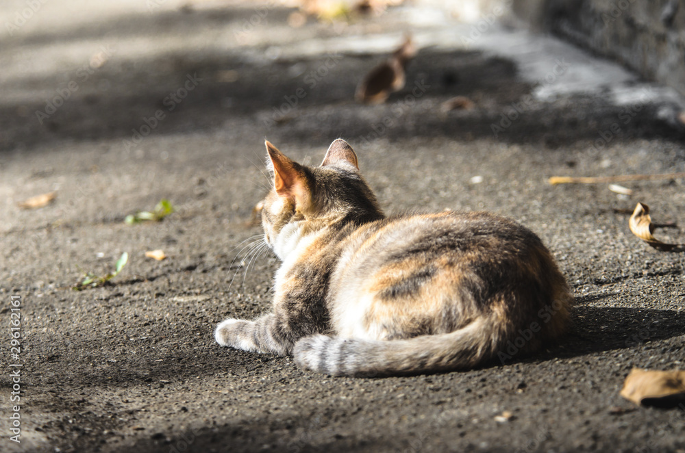 Three-colored cat under sits under a multi-storey building Three-colored cat under sits under a multi-storey building