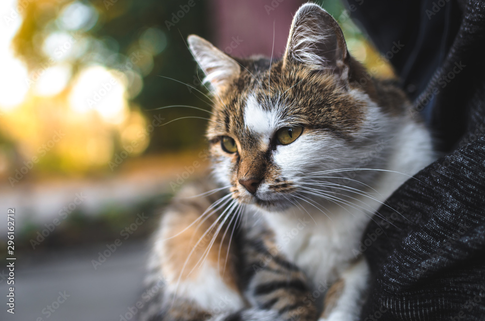 Fototapeta premium The cat on the background with beautiful bokeh looks into the distance