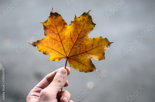 Very sharp autumn orange maple leaf on a gray background in the hand